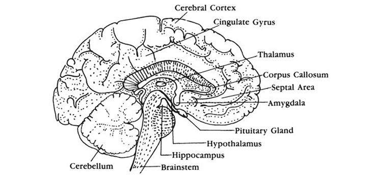 Bagian Otak Prana