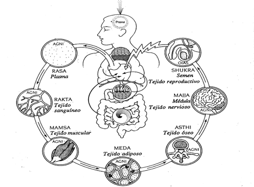 sapta datu